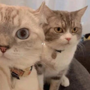 猫喜欢吉良吉影