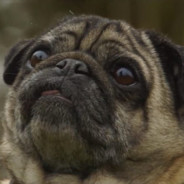 Puggo