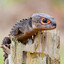 RedEyedSkink