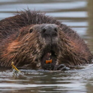 ЖИДКИЙ БОБР