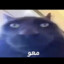 Maow