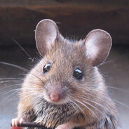 Mouse