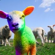MoarSheep