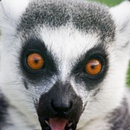 -= Mad Max =- - steam id 76561197965755030