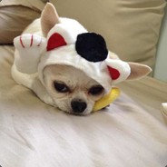 有琴争鸣