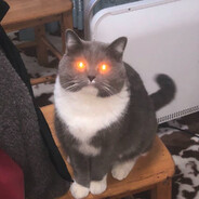 邪恶灰白虎斑魔窟