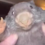 Bober Kurwa avatar