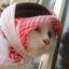 Halal Cat