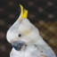 cacatua cocatiel