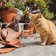 レインボー田中