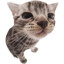 Kittywittybooboobear