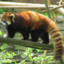 NotARedPanda