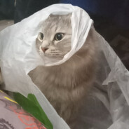 РУСТАМ ПИДОР