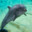 Cpl.Dolphin