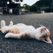 giao桑 故乡的樱花又开了