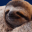 sloth
