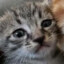 0nefeeder(arbuzer)Z