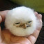 Seagull