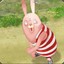 Red Rabbit