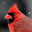 Cardinal