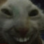 Cheese