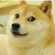 不[摇]丿碧莲