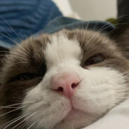 长矛蘸屎戳谁谁死