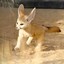 Fennec