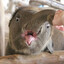 kokkiri