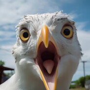 gaivota do balacubacu