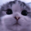 мур мяу ♡