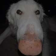 Herbert - steam id 76561198836713337