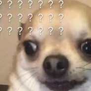 吉娃娃很可爱！