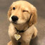 Doge