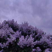 дефибриллятор