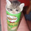 cat ate my pringles bandit cat