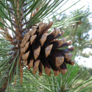 Шишуля (Пахан)