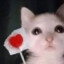 kote