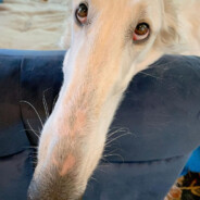 пьос - steam id 76561199039189991