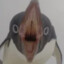 pingwin steve