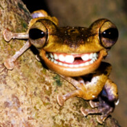 Frog's Avatar
