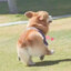 爱岛馆子