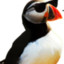 Stud Puffin