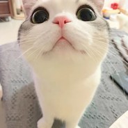 被诅咒的猫咪