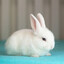 Pryncess Bunny