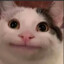NotTheRealMrKubo