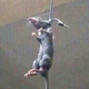 Rat (Hung)