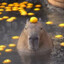 Capybara123