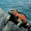 i_love_marine_iguanas