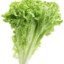 lettuce